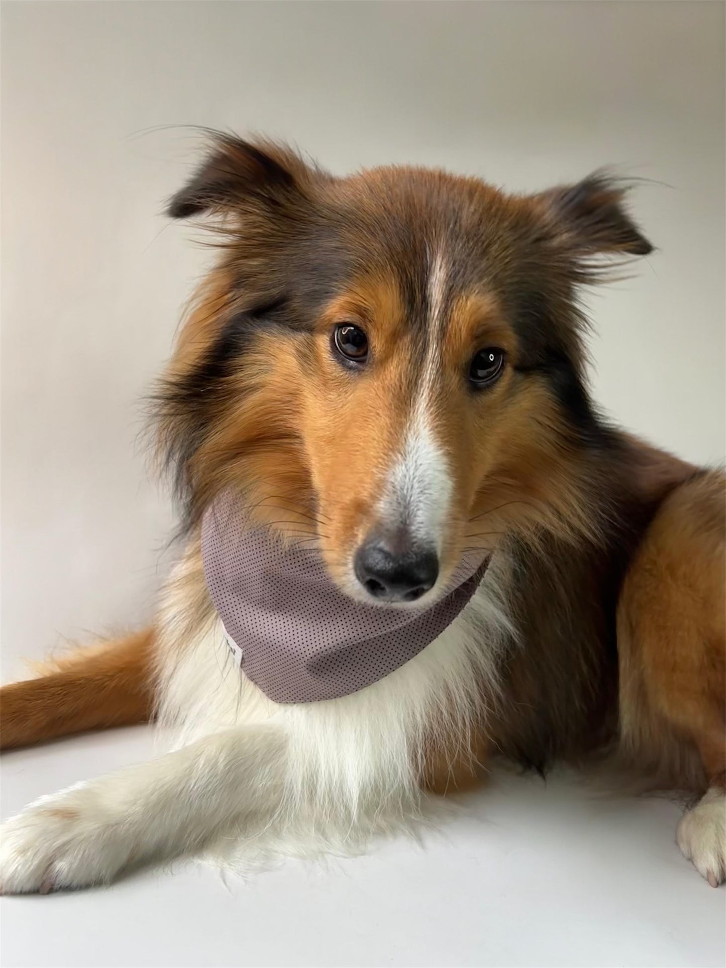Bandana Walnut White