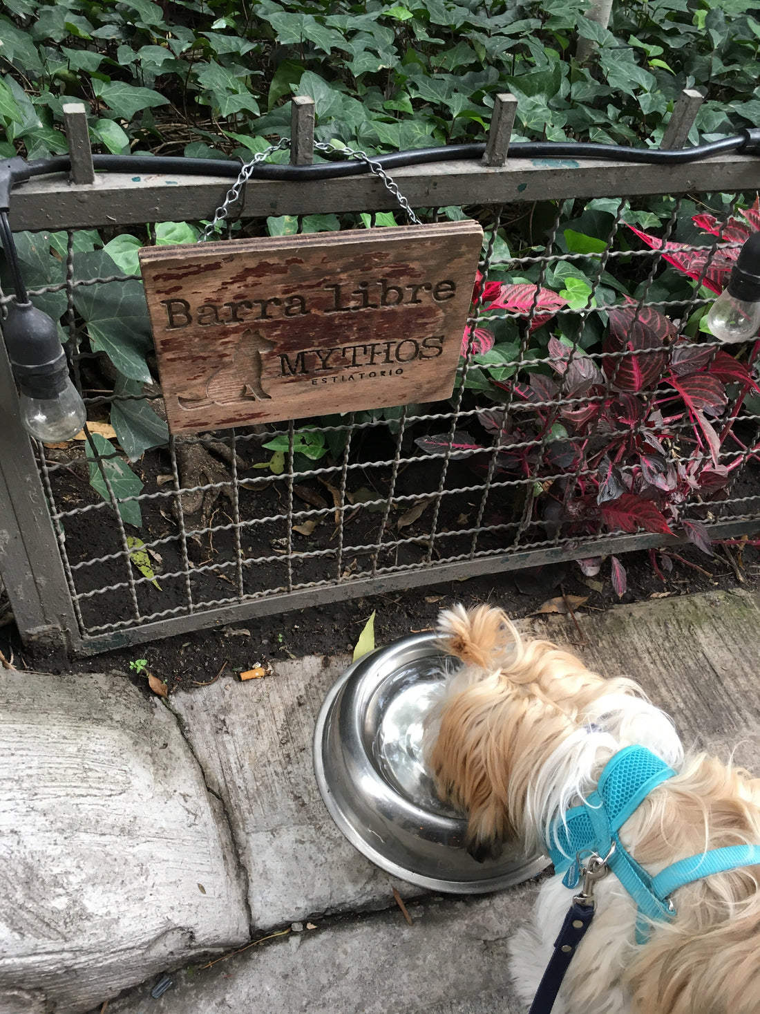 Espacios pet friendly, mas que una tendencia!