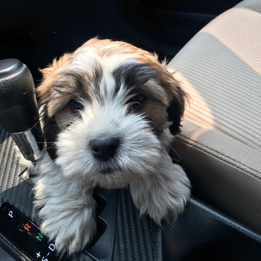 Tips para un nuevo cachorro en casa