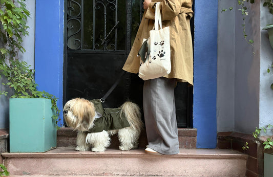 Tu perro en temporada de lluvias