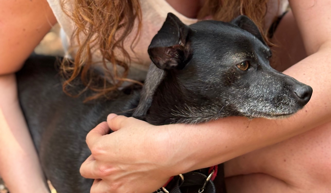 Adoptar un perro es un acto de amor