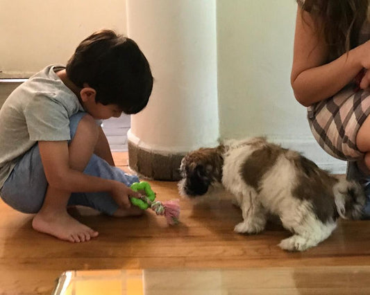 Perros y Niños: Cómo construir una relación segura, sana y feliz en casa
