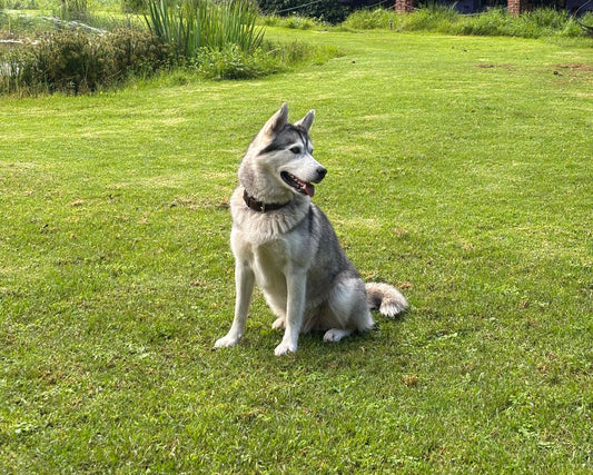El origen de los perros, nuestros mejores amigos🐶