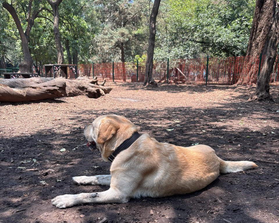 La naturaleza y los perros