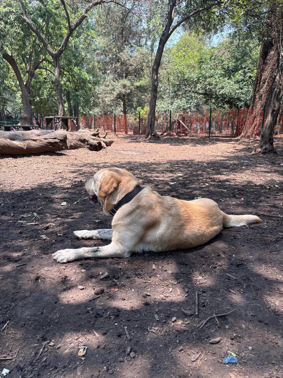 La naturaleza y los perros